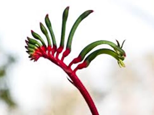 Kangaroo Paws
