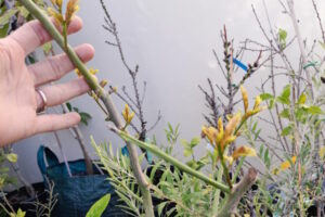 50 Native Plants you need to grow in Perth - Gaias Organic Gardens